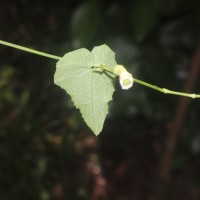 Solena umbellata (J.G.Klein ex Willd.) W.J.de Wilde & Duyfjes